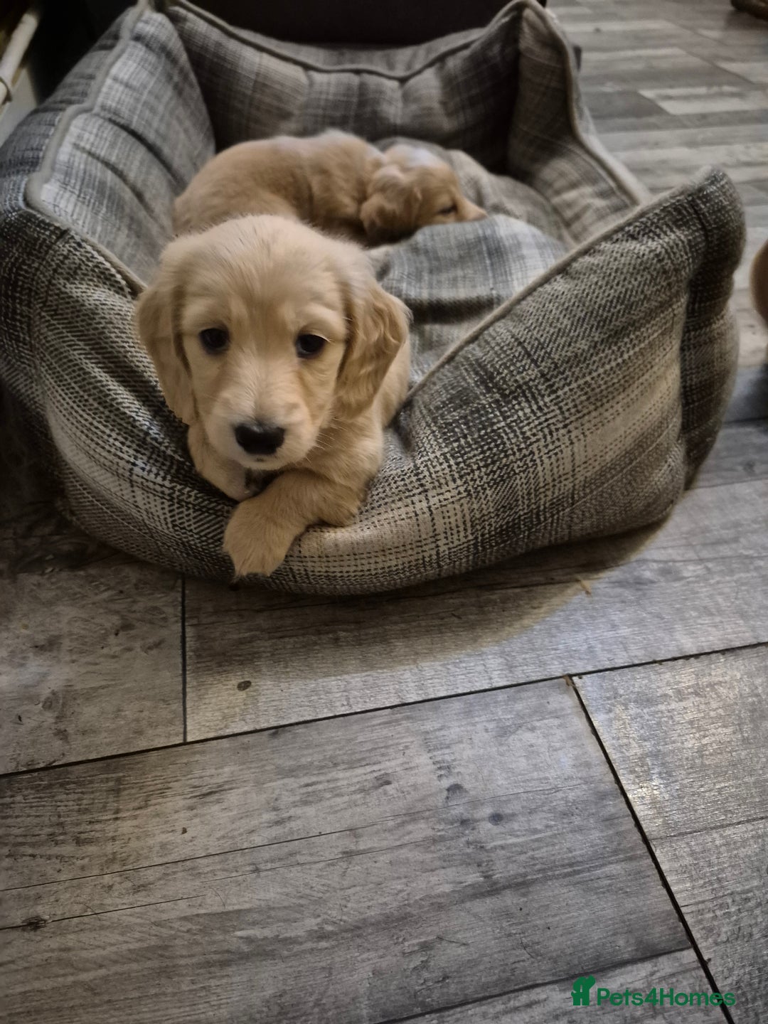 Miniature Dachshund dogs for sale: Miniature dachshund KC reg long haired cream - Advert 14