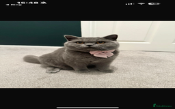 British Shorthair cats for sale: British Blue SH Kittens - Image 8