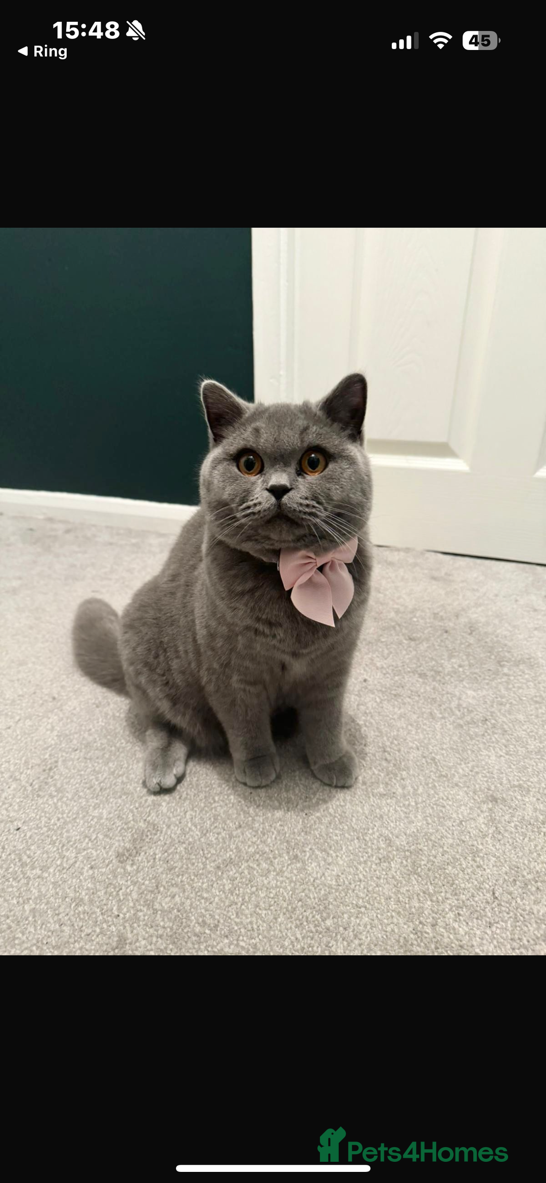 British Shorthair cats for sale: British Blue SH Kittens - Image 8