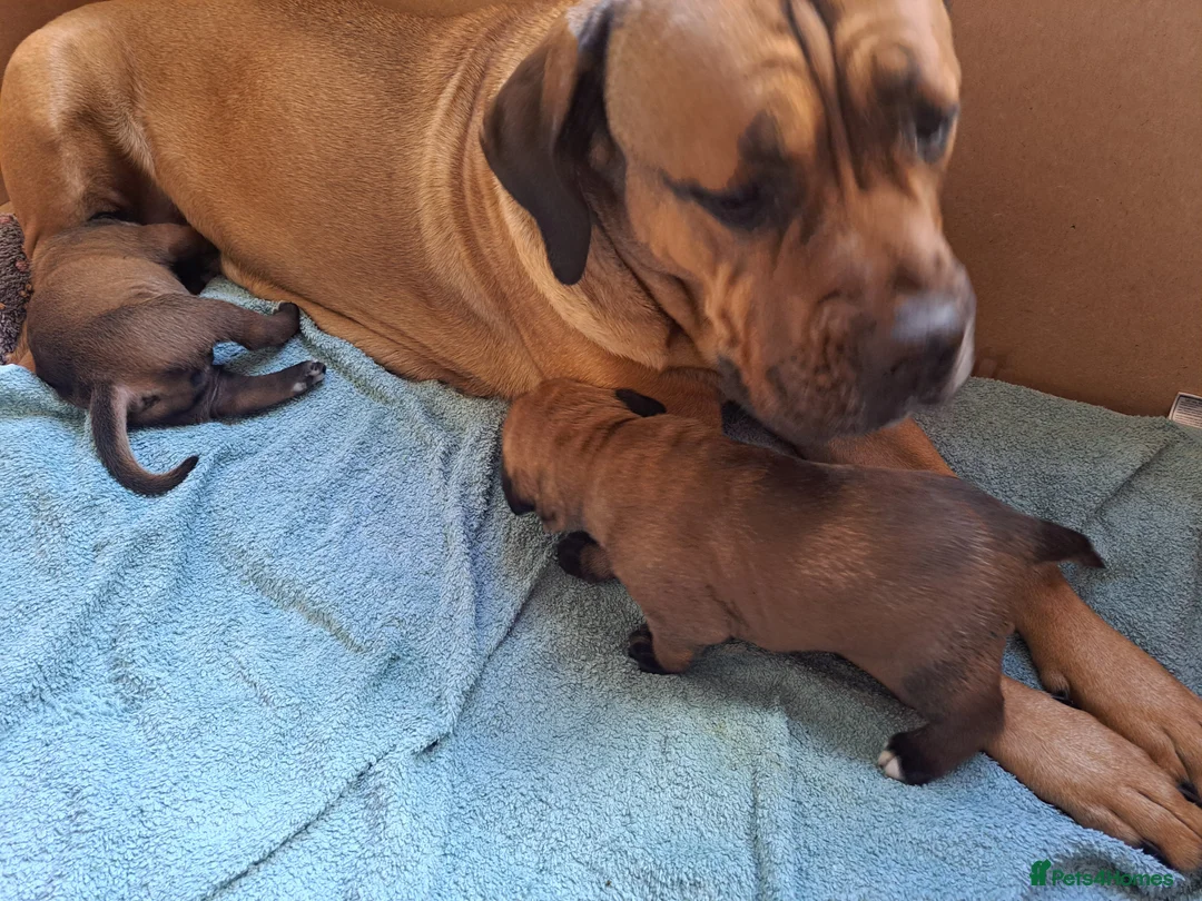 Cane Corso dogs for sale: chunky cane corso pup - Advert 2
