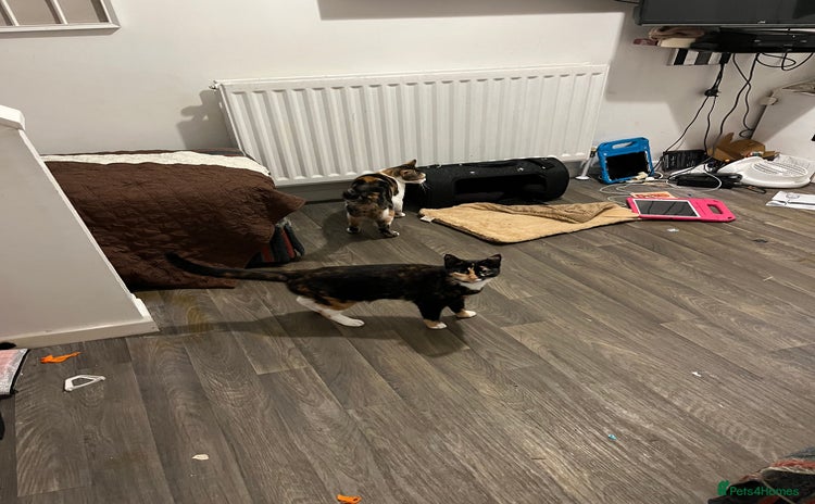 Mixed Breed cats - Advert 11