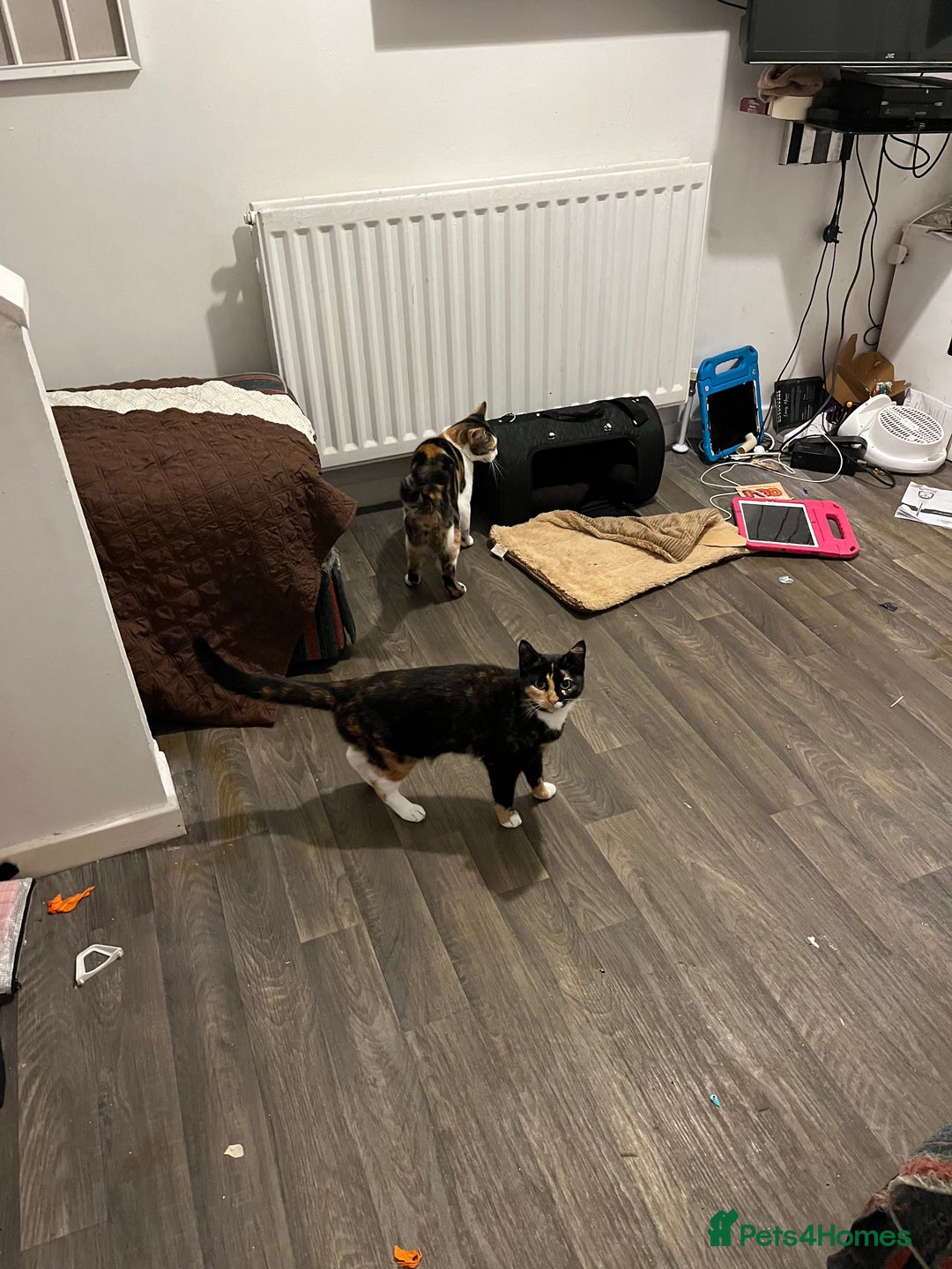 Mixed Breed cats for sale: child allergies need to rehome - Image 1