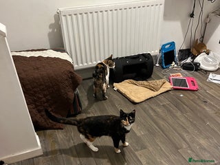 Mixed Breed cats - Advert 19