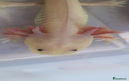 Axolotl reptiles for sale: Axolotls - Image 13