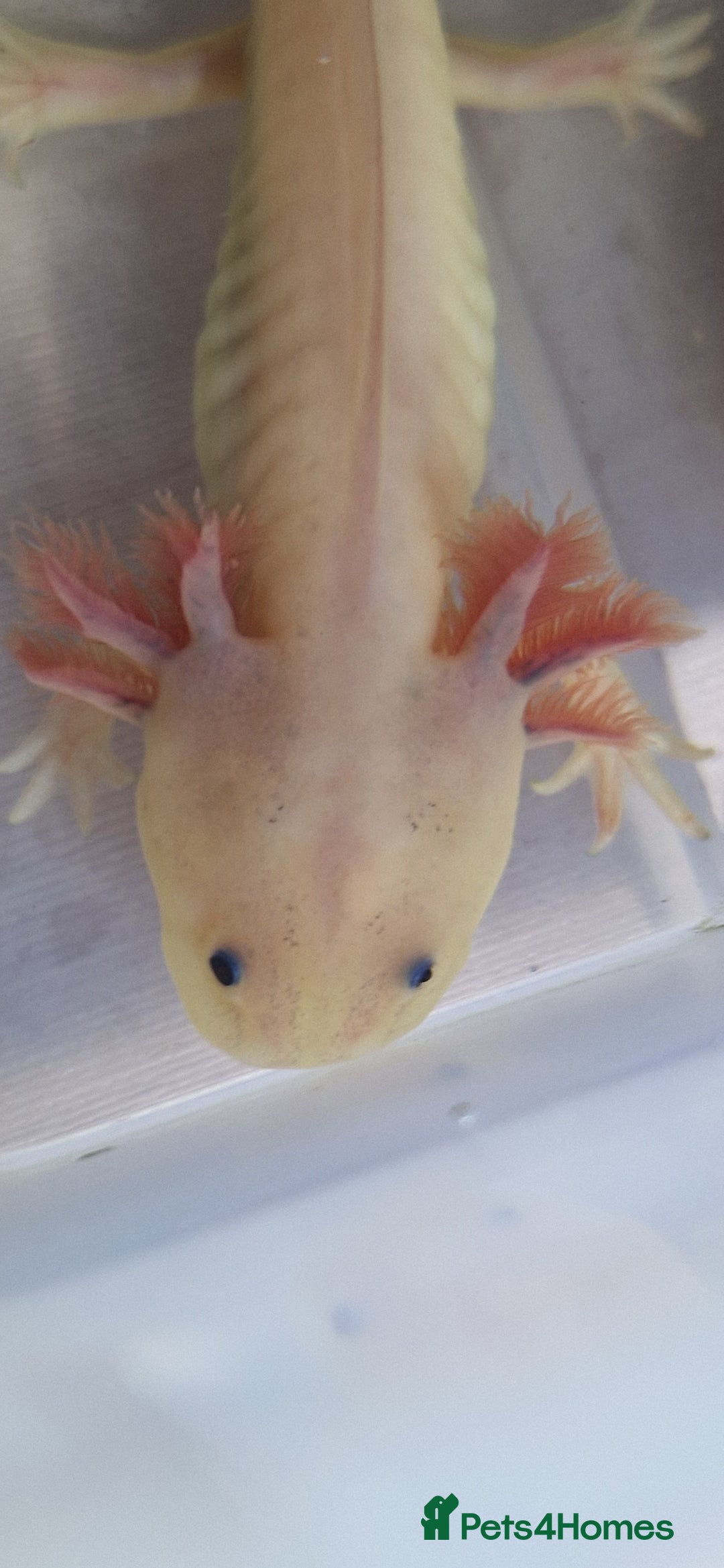 Axolotl reptiles for sale: Axolotls - Image 13
