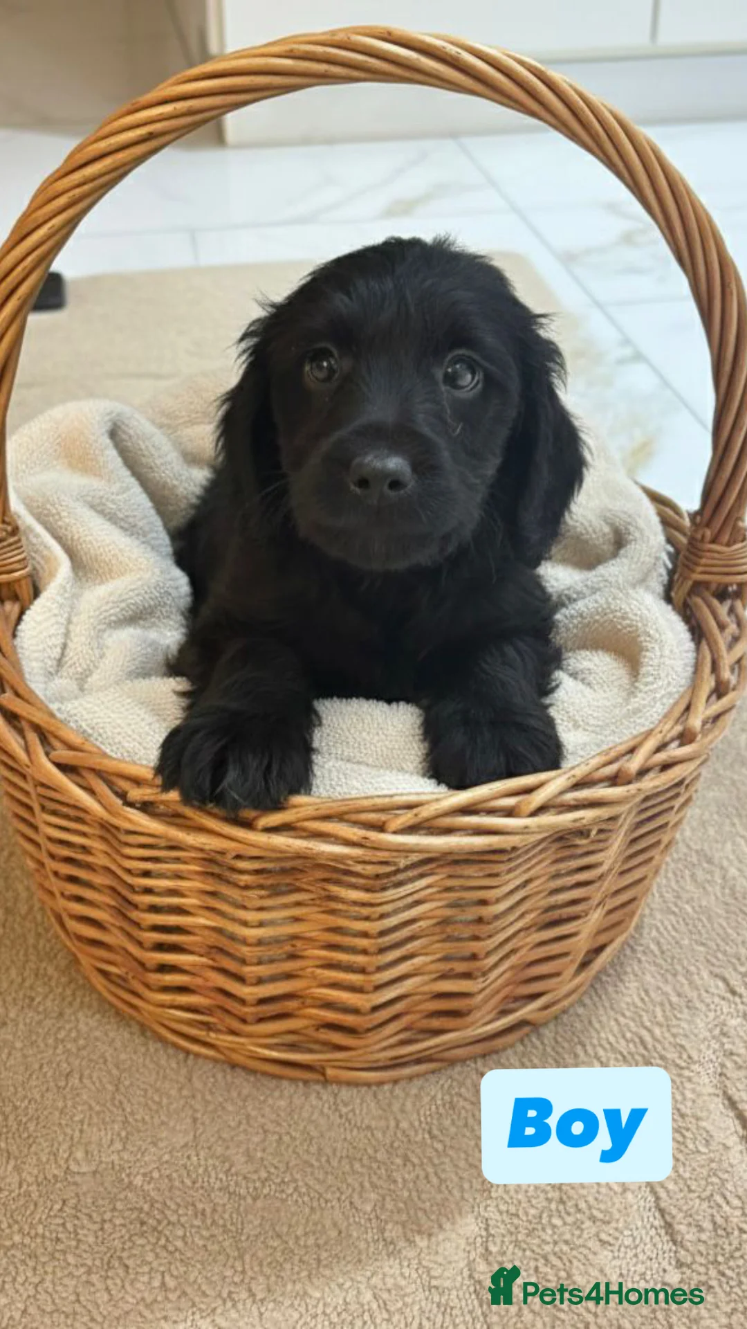 Labradoodle dogs for sale: Labradoodle puppies  - Advert 6