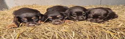 Cocker Spaniel dogs for sale: Kc reg cocker spaniel pups - Advert 4