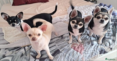 Chihuahua dogs - Advert 3