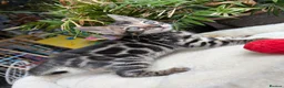 Bengal cats for sale: Bengal kittens in Essex TICA registered purebred  in Colchester - Advert 15