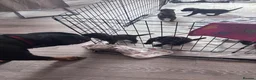 Mixed Breed dogs for sale: Staffordshire X Rottweiler  - Advert 7