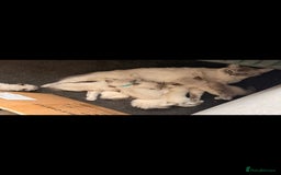 Ragdoll cats for sale: Male Ragdoll Kitten - Image 11