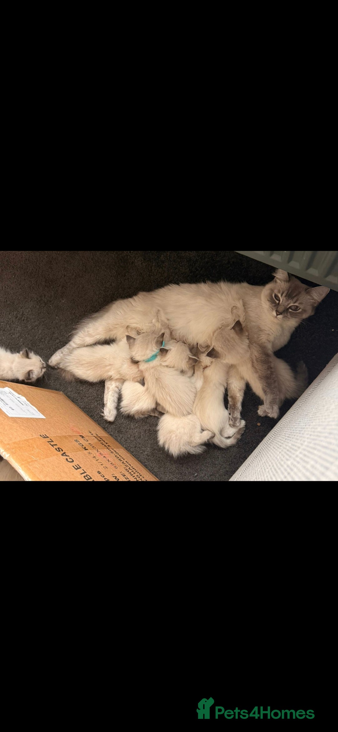 Ragdoll cats for sale: Male Ragdoll Kitten - Image 11