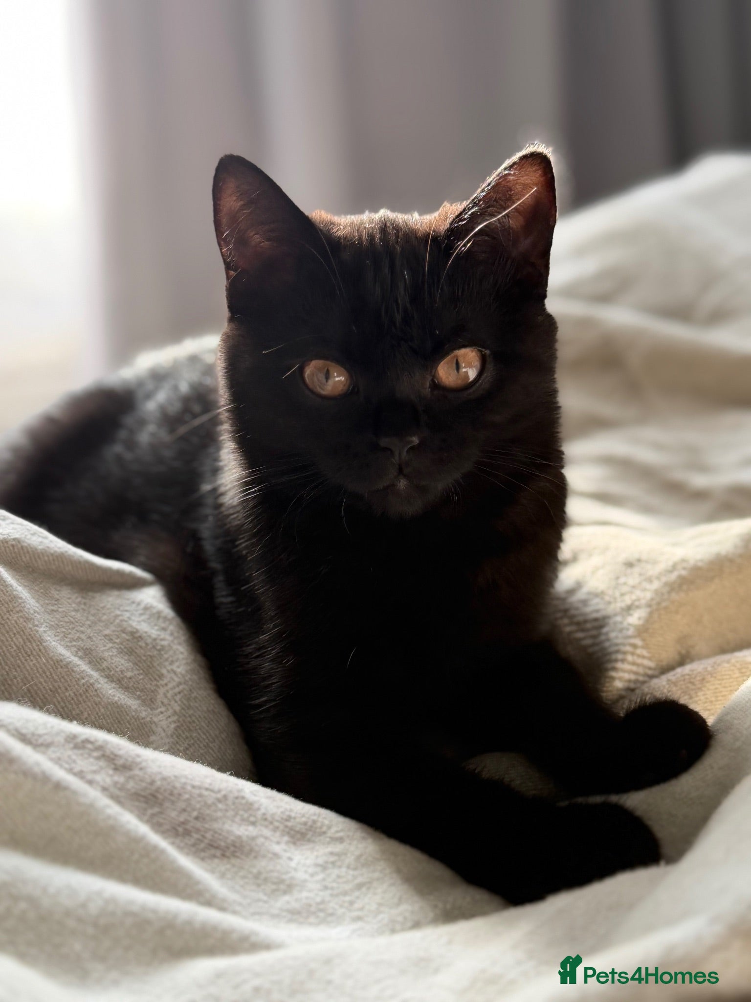 Scottish Fold cats 🖤Black Scottish Straight Girl🖤 - Advert 1