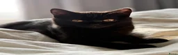 Scottish Fold cats for sale: 🖤Black Scottish Straight Girl🖤 - Advert 1