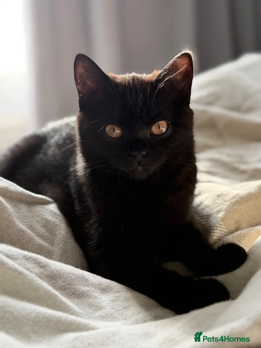 Scottish Fold cats for sale: 🖤Black Scottish Straight Girl🖤 - Advert 1