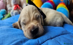 Golden Retriever dogs for sale: Outstanding Kc registered Golden Retriever babies  - Image 15