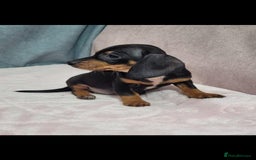 Miniature Dachshund dogs for sale: Miniature Dachshund  - Image 2