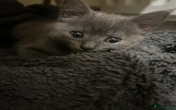 Mixed Breed cats for sale: Russian blue cross stunning kittens 10 weeks old  - Image 1