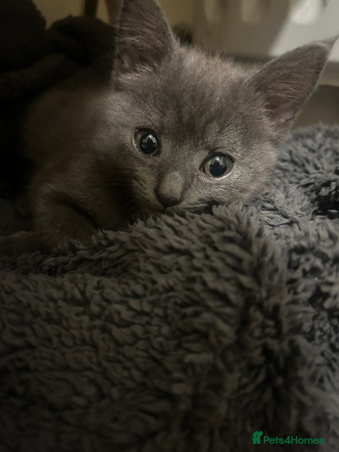 Mixed Breed cats for sale: Russian blue cross stunning kittens 10 weeks old  - Image 1