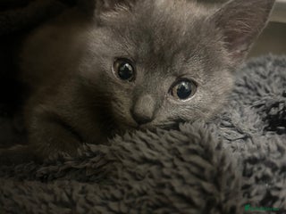 Mixed Breed cats for sale - Advert 1