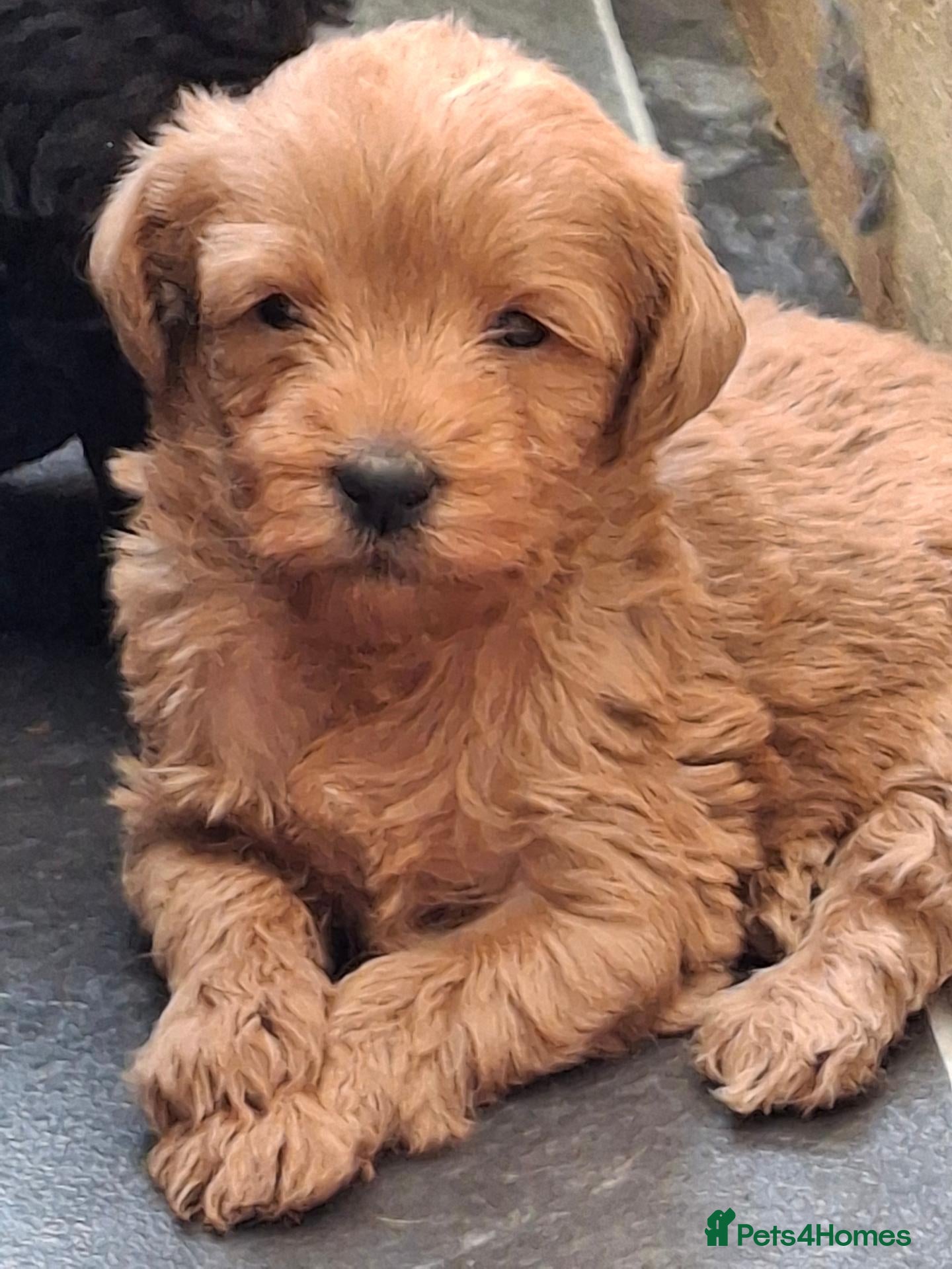 Labradoodle dogs Beautiful Labradoodle Puppies Available  - Advert 1