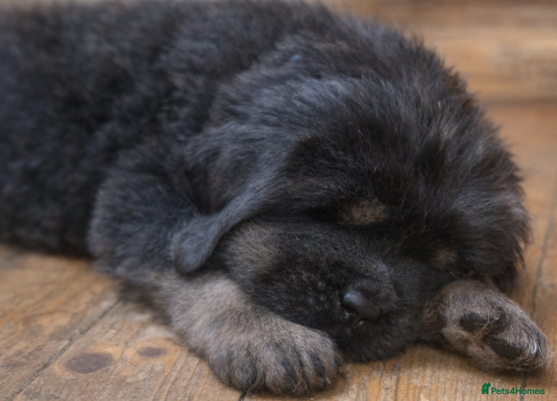 Tibetan Mastiff dogs Tibetan Mastiff - Advert 1