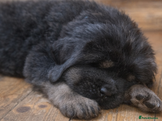 Tibetan Mastiff dogs Tibetan Mastiff - Advert 2