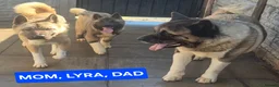 Akita dogs for sale: AMERICAN AKITA FEMALE (LAST ONE) - Advert 8