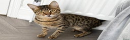 Savannah cats for sale: Three beautiful F5 SBT Savannah sisters - Advert 6