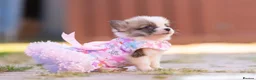 Welsh Corgi Pembroke dogs for sale: Show quality Pembrokeshire corgi READY NOW!!! - Advert 15