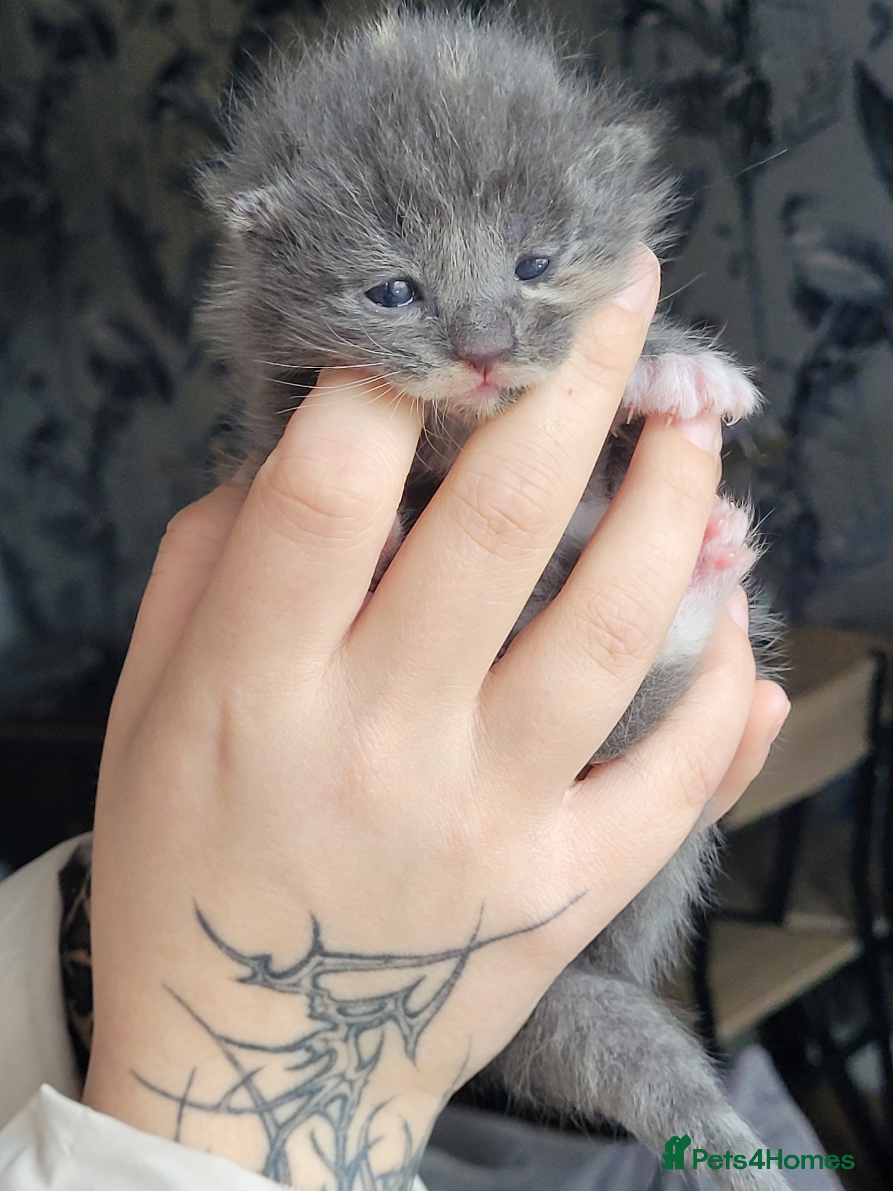 Mixed Breed cats  beautiful grey kitten left to be reserved  - Advert 1