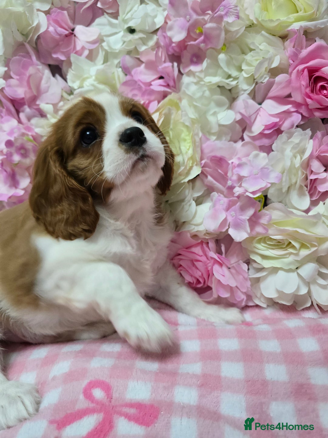 Cavalier King Charles Spaniel dogs for sale: KC registered from Health Tested parents  - Advert 4