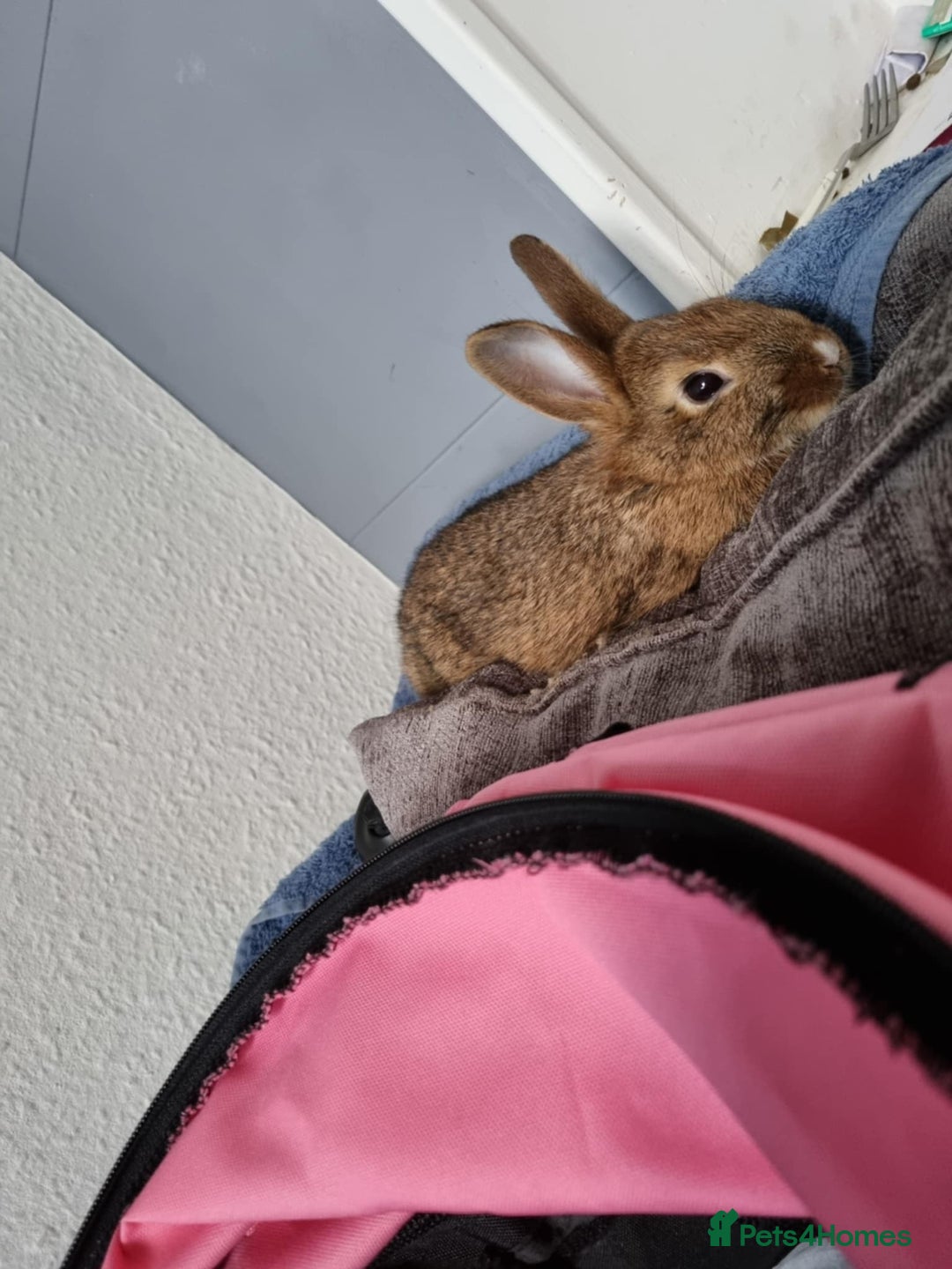 Rex rabbits for sale: 2 rex rabbits one femal and one male  - Image 6