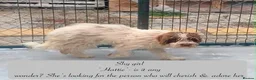 Mixed Breed dogs for adoption: Hattie. 5 yrs approx. Reserved STC.  - Advert 3