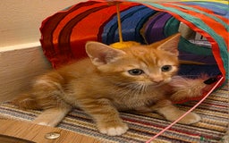 Mixed Breed cats for sale: 5 beautiful kittens for sale - Image 7