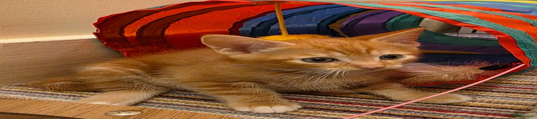Ginger Boy Lord Artimus