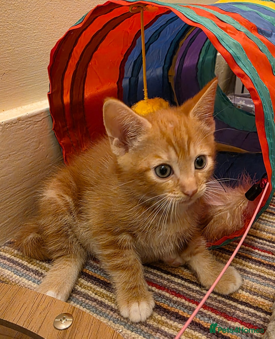 Mixed Breed cats for sale: 5 beautiful kittens for sale - Image 7