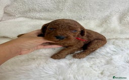 Goldendoodle dogs for sale: Outstanding Quality health tested Goldendoodles  - Image 3