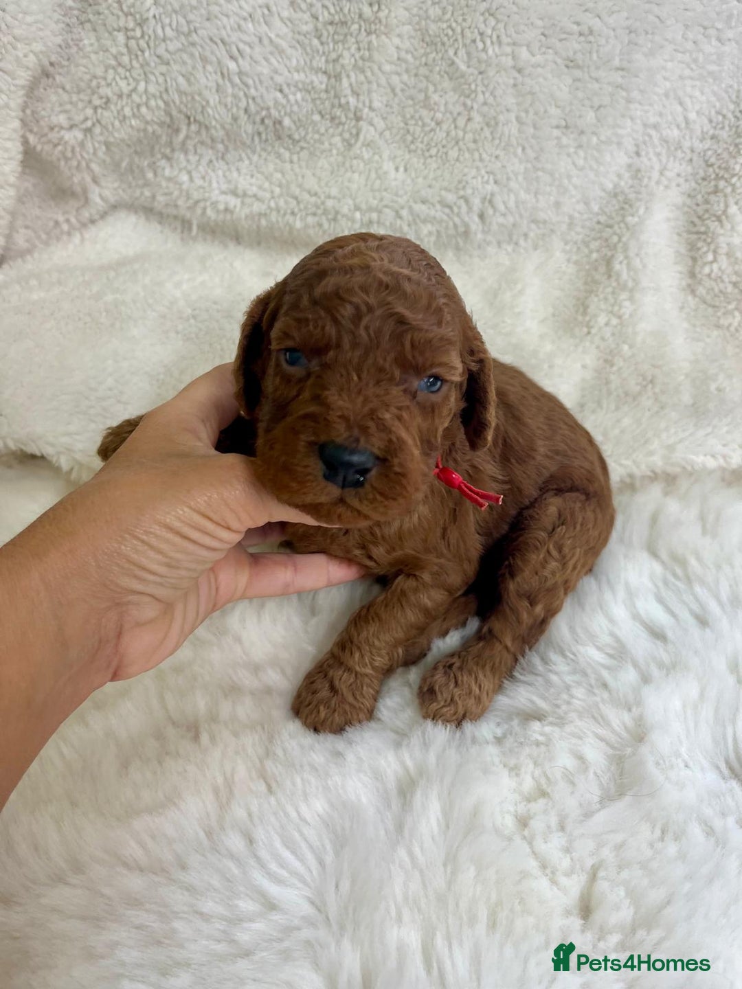 Goldendoodle dogs for sale: Outstanding Quality health tested Goldendoodles  - Image 3
