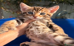 Keetso cats for sale: Stunning golden keetsos  - Image 5