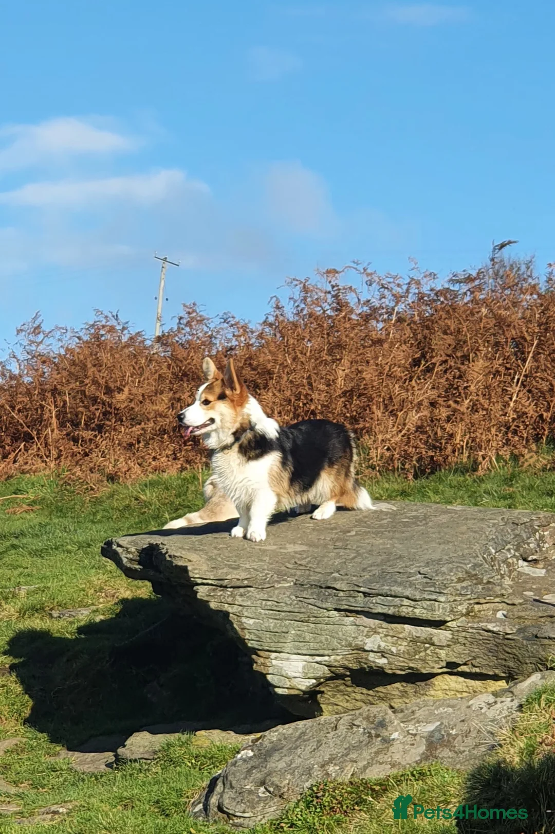 Welsh Corgi Pembroke dogs for stud: Kc reg Serbian import for stud in Blackwood - Advert 13
