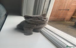 British Shorthair cats for sale: British shorthair kittens  - Image 8