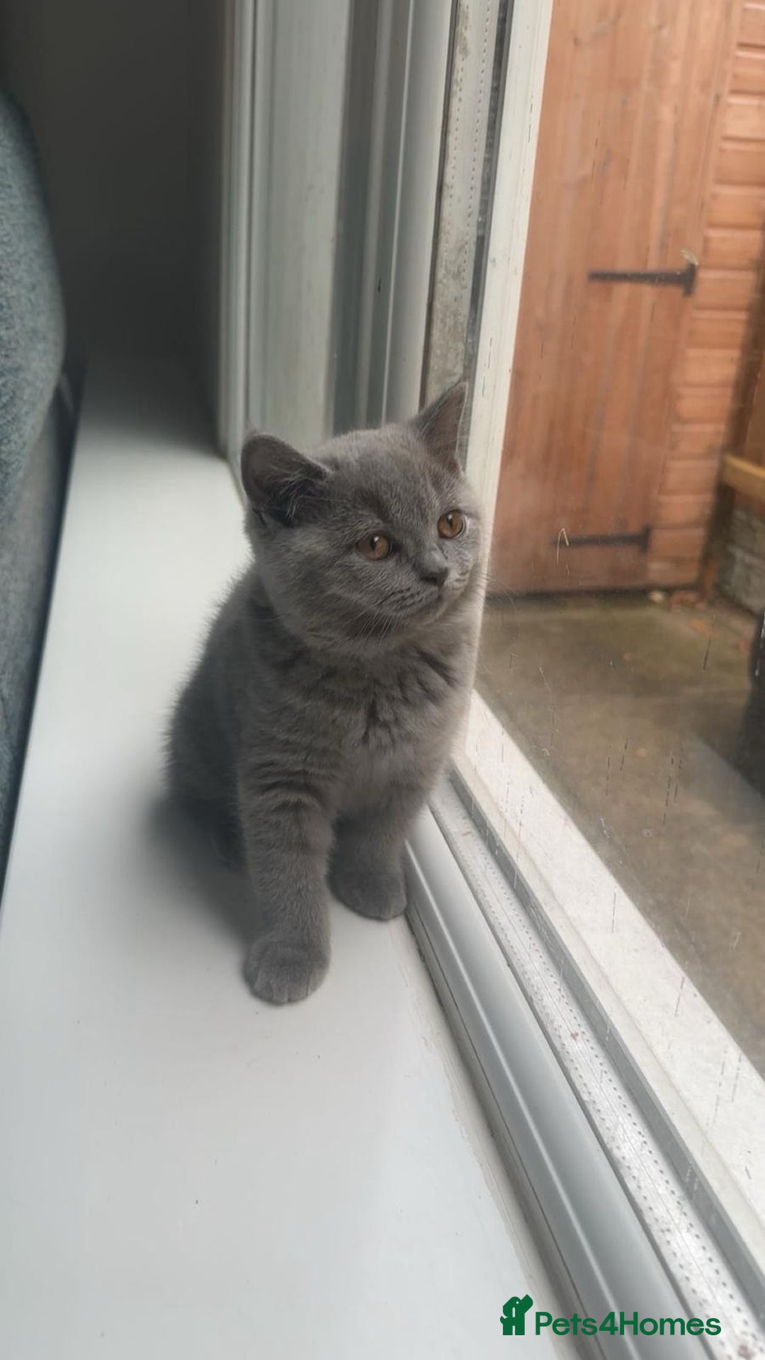 British Shorthair cats for sale: British shorthair kittens  - Image 8