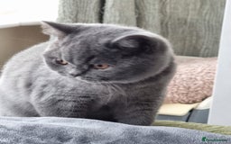 British Shorthair cats for sale: LAST Blue Female BSH Ready To Go Now GCCF Pedigree - Advert 1
