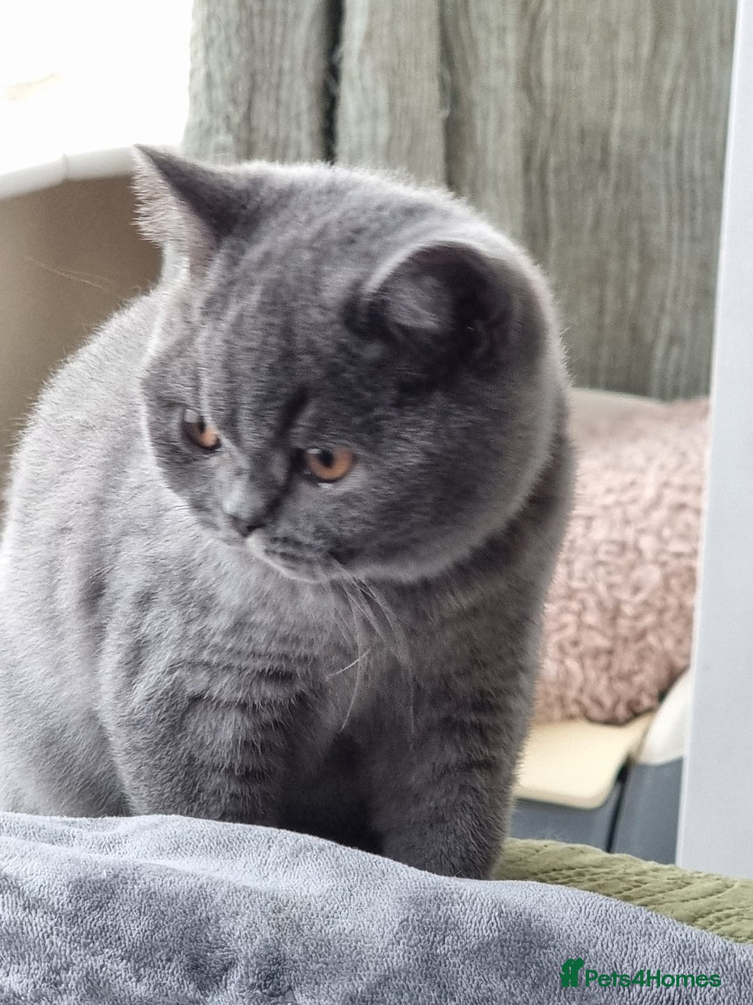 British Shorthair cats for sale: LAST Blue Female BSH Ready To Go Now GCCF Pedigree - Advert 1