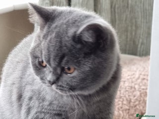 British Shorthair cats - Advert 31
