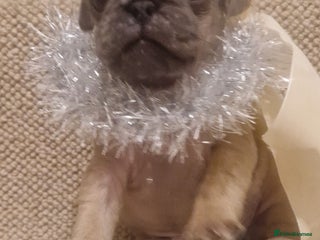 Pug dogs RARE Pug puppies - Advert 2