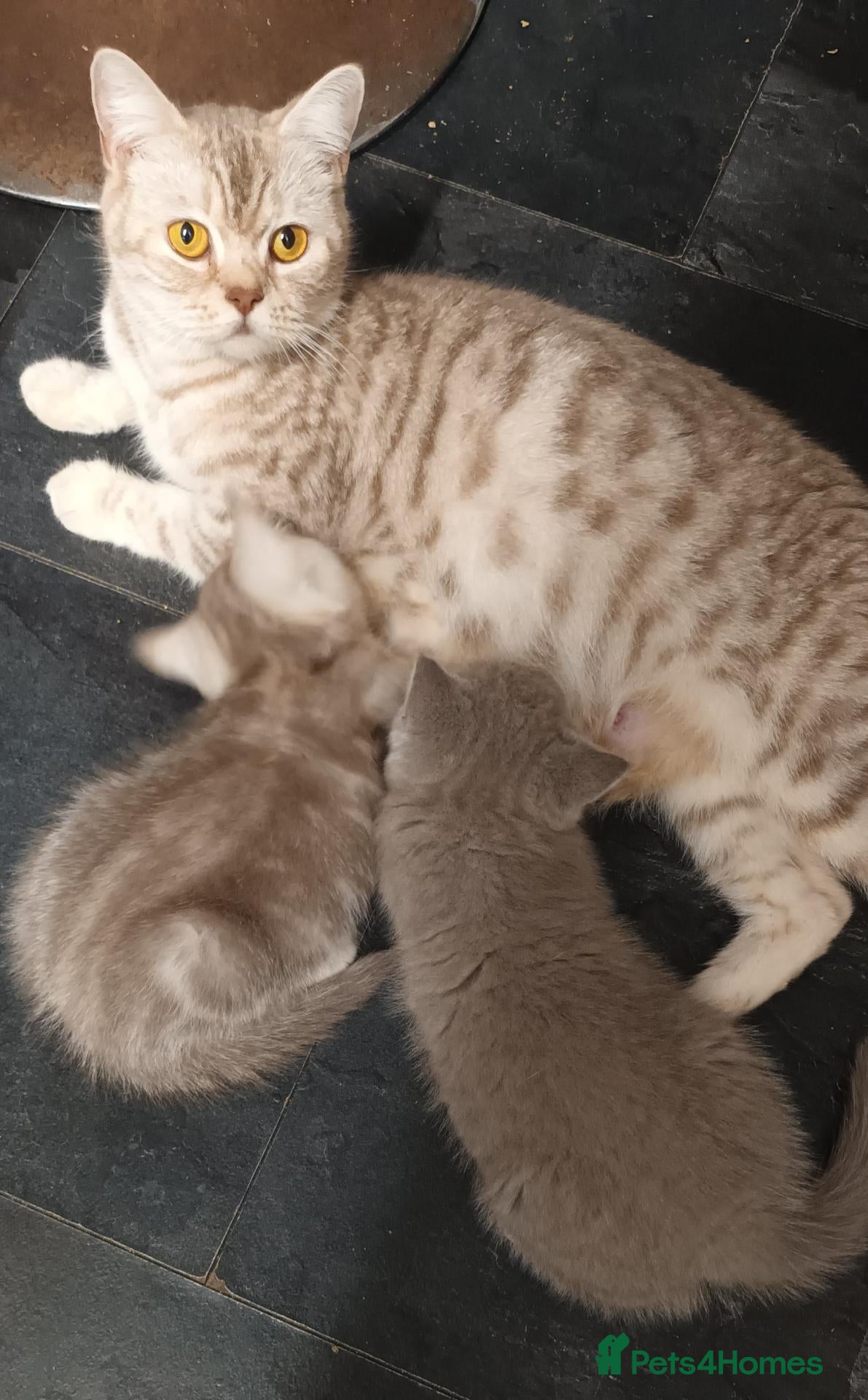 British Shorthair cats British short hair lilac tabbys - Advert 2