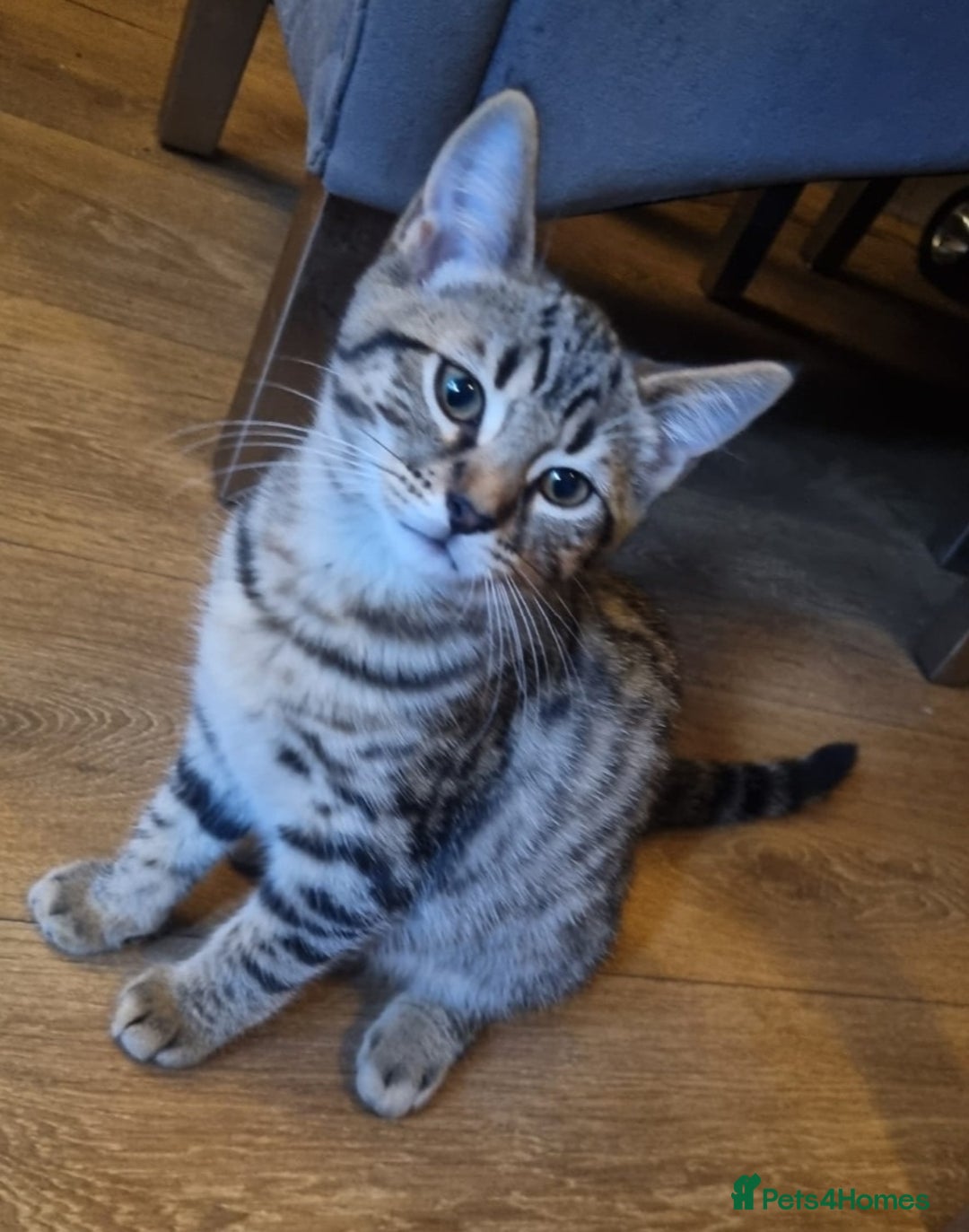 Bengal cats for sale: BROTHER & SISTER BENGAL NORWEGIAN FOREST CAT MIXED - Advert 6