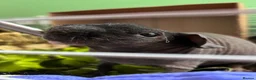 Guinea Pig rodents for sale: 2 Male Skinny Pigs - Advert 2